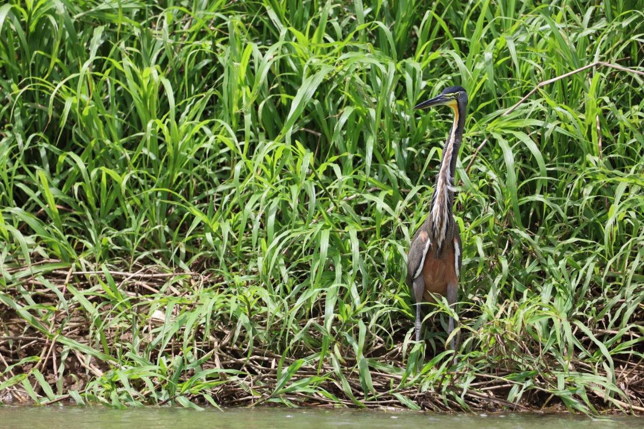 Iguanitas Lodge Pital  Zewnętrze zdjęcie