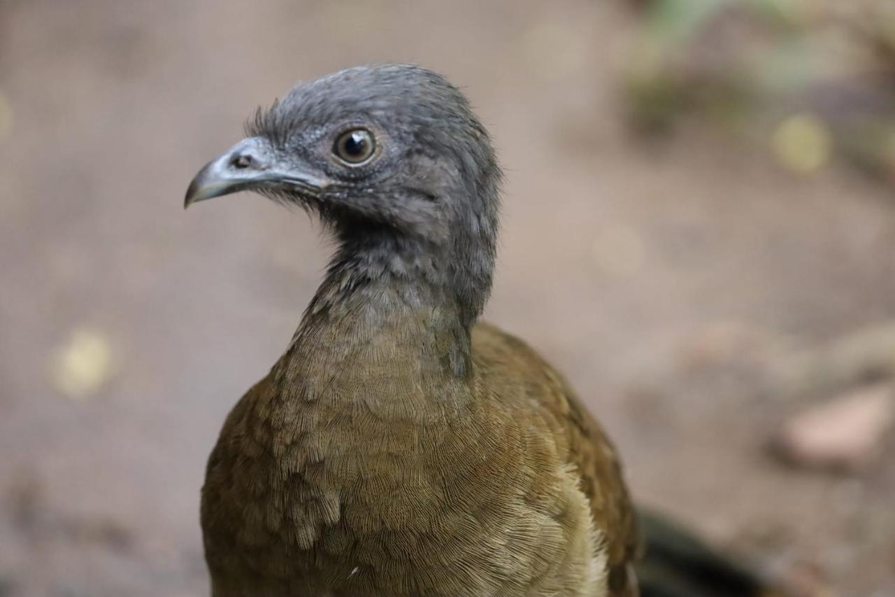 Iguanitas Lodge Pital  Zewnętrze zdjęcie