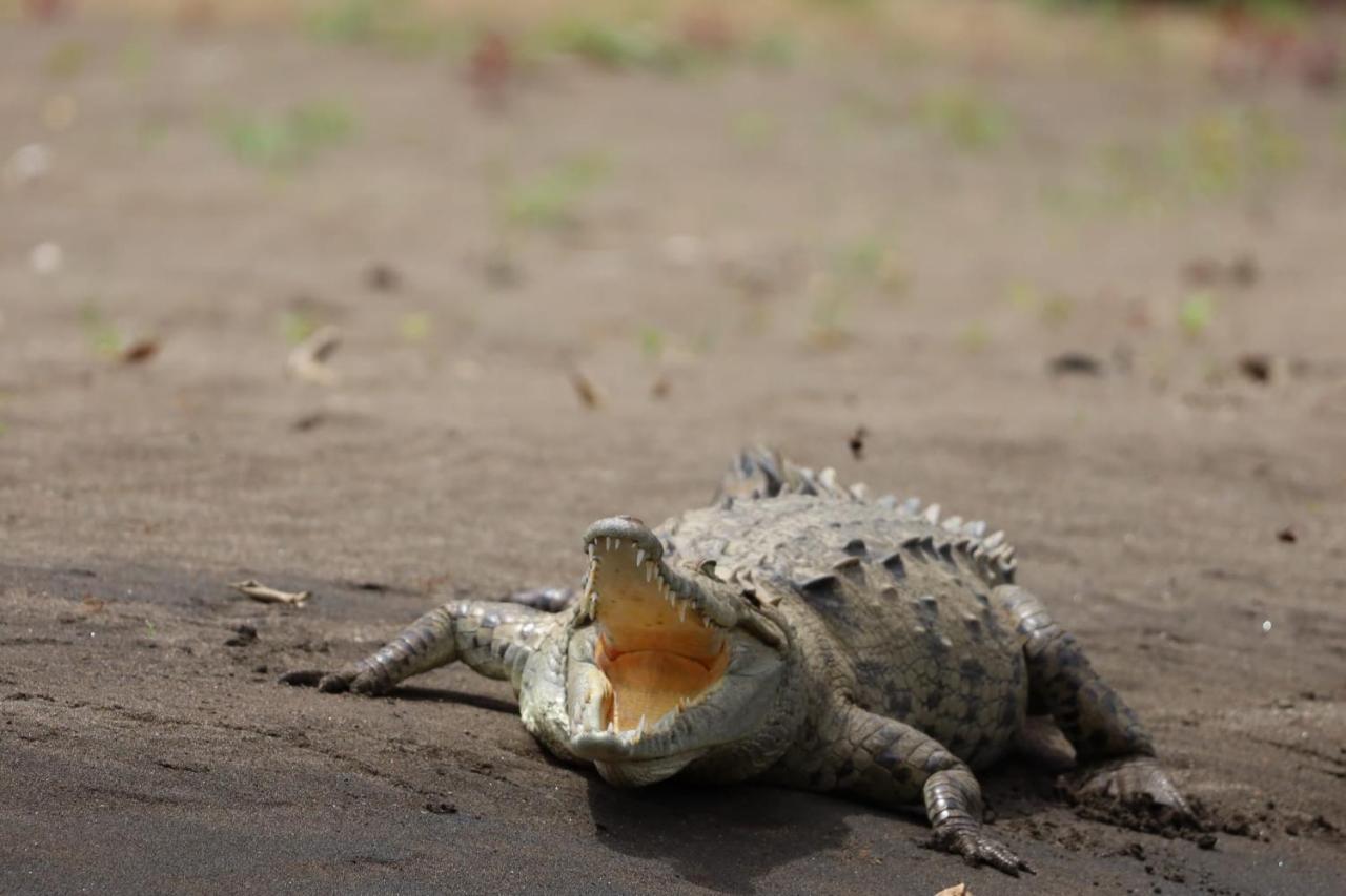 Iguanitas Lodge Pital  Zewnętrze zdjęcie