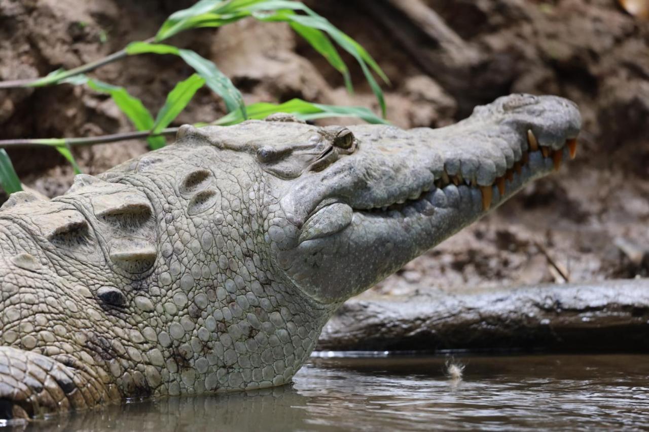 Iguanitas Lodge Pital  Zewnętrze zdjęcie